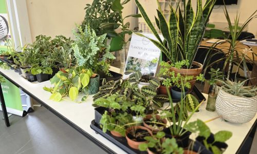 plant en stek ruilmarkt
